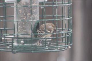 American Goldfinch (F)