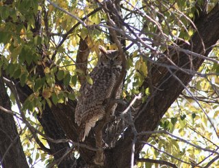 Great Horned Owl, Oct 16 2005