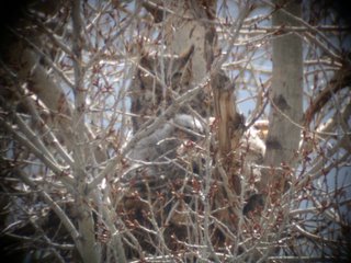 Great Horned Owl with 4 chicks, April 17, 2005