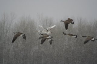 Mystery Goose amid Canadas, Dec 6, 2005