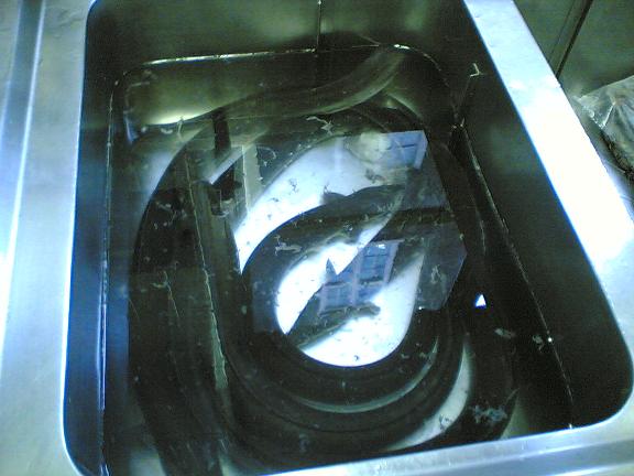 Live eels at college today Live eels at college today