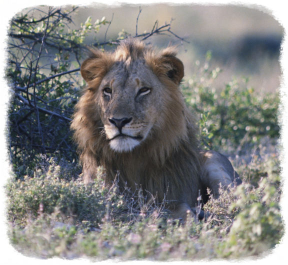 FELINOS DE LA SELVA felinos de la selva:
