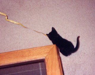 Baby Rascal catching Mom's tape measure.