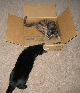 Catzee & I carefully inspect each box from top to bottom.