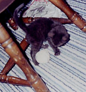 Baby Rascal, wondering what to do with this big ball.