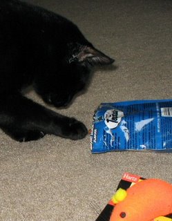 Rascal trying to  figure out the best way to get those treats out of the bag.