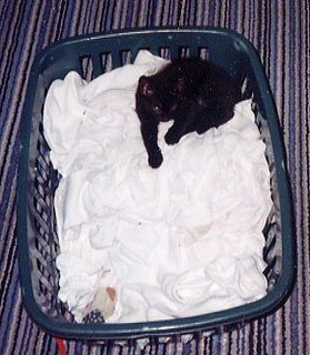 Baby Rascal, making himself comfy in the clean laundry; whites no less.