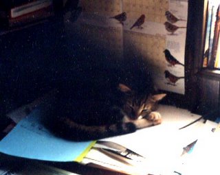 Junior loved to curl up on the human kids' homework on the desk.