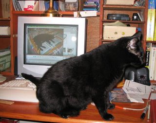 Me, keeping the keyboard warm with my tail. Me, keeping the keyboard warm with my tail.