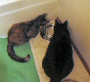 Rascal & Catzee inspecting the new water dish.