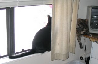 Rascal enjoys a peaceful peer out the window.
