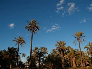 Elche, la ciudad de las palmeras