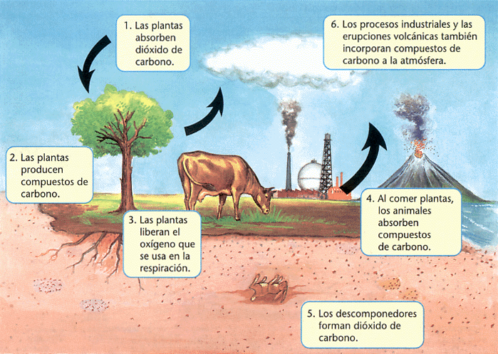 IMPORTANCIA CARBONO importancia carbono: