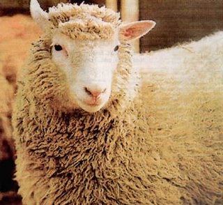 Puede que alguien se haya atribuido demasiados méritos en el experimento de la famosa oveja Dolly