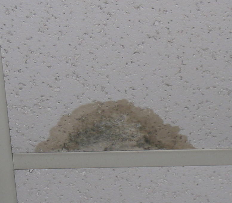 Mold At Dufief What S Happened So Far September