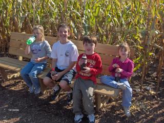 corn maze