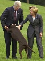 Bill Clinton getting humped by a Labrador