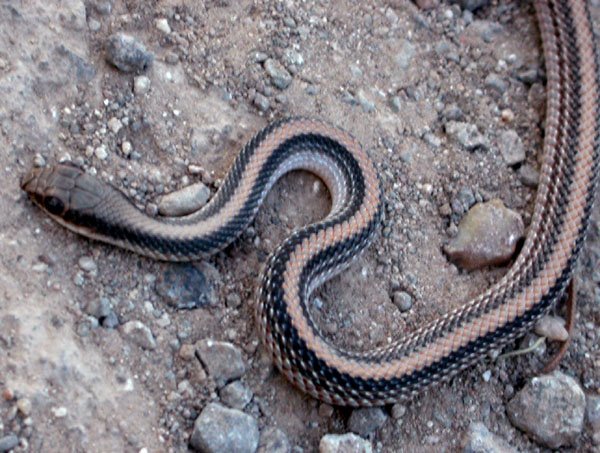 Non Poisonous B...