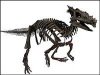 The Dracorex Hogwartsia
