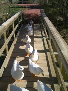 Line of Ducks