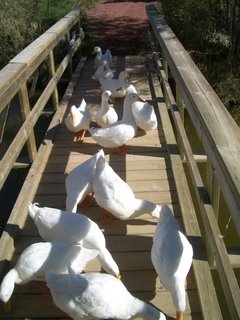 So Many Ducks