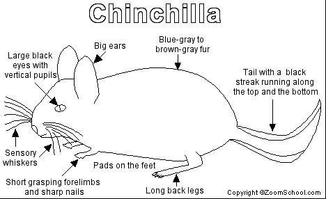 CHINCHILLA - Elements (Lyric Video) 