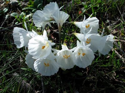 Narcissus cantabricus. Foto: Pedro Torres