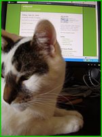 Samcat 'helping' me type.