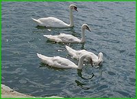 swans in Lake Ontario