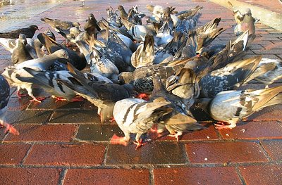 Pigeon Convention - Baltimore Inner Harbor