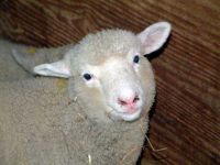 Dorset poll lamb (photo: Brian Ecott)