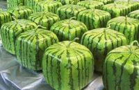 Watermelon Cubes
