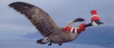 Snug Canada goose
