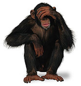 chimp