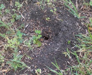 An ant bed in a yard.