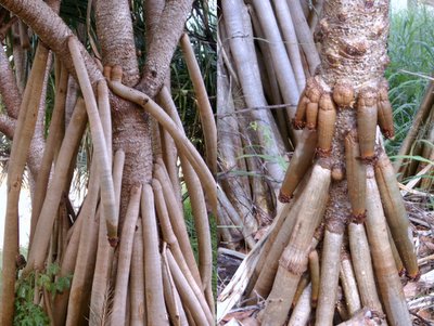 Here's one for the girls....bet you didn't know they grew on trees!! We found a couple of excellent examples of the local Wanga Tree