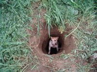 Happy in the Hole