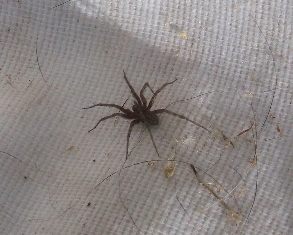 Hobo+Spider+Web+Look+Like What Does A Hobo Spider Look Like Apparently the hobo spider is