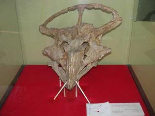Protoceratops Skull Photo