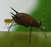 A female aphid gives birth. Photo by Bruce Spencer.