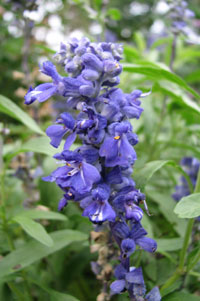 Blue Salvia. Photo by Bruce Spencer