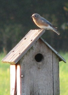 Bluebird sitting on a birdhouse. Photo by Bruce Spencer.