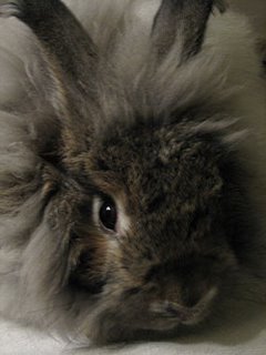 The angora rabbit Harvey. Photo by Maureen Spencer.