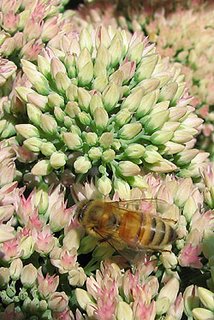 A Honey bee on Sedum. Photo by Bruce Spencer.