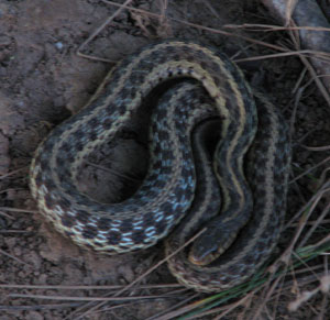 Garter snake. Photo by Bruce Spencer.
