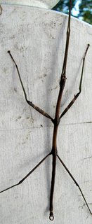 Northern Walking Stick. Photo by Maureen Spencer.