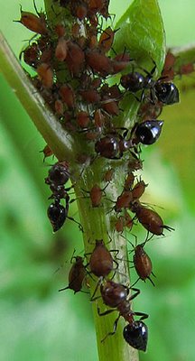 Ant feeding from an aphid. Photo by Bruce Spencer.