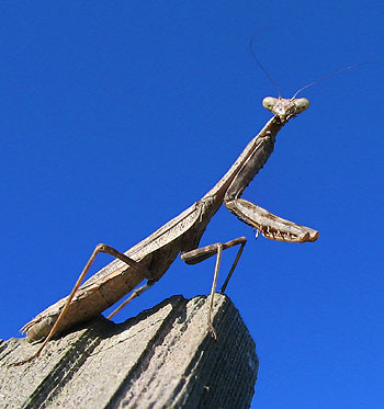 A male mantis. Photo by Bruce Spencer