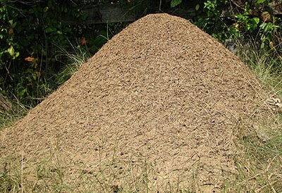 Ant mound. Photo by Bruce Spencer.
