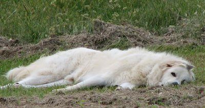 Asleep in the field. Photo by Bruce Spencer